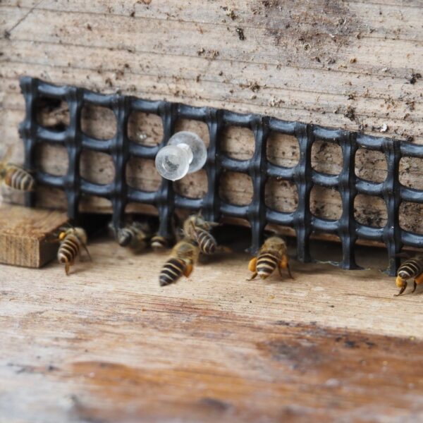 ニッポンみつばち研究所